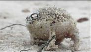 Worlds Cutest Frog - Desert Rain Frog