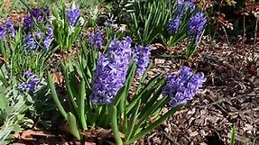 Hyacinth Plant Profile