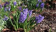 Hyacinth Plant Profile