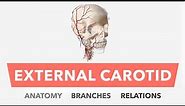 External Carotid Artery - Anatomy, Branches & Relations
