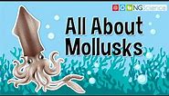 All About Mollusks