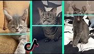 Time Warp Scan tiktok cat compilation (filter tiktok)