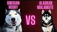 Watch the Battle: Alaskan Malamute vs Siberian Husky - Which Dog Wins?