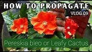 HOW TO PROPAGATE Pereskia bleo | Rose Cactus | Wax Rose | Leuenbergeria bleo | Leafy Cactus