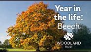 A Year in the Life of a Beech Tree | Woodland Trust