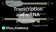 Transcription and mRNA processing | Biomolecules | MCAT | Khan Academy