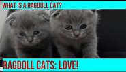 The Fascinating World of Ragdoll Cats: History, Care, and More
