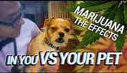Marijuana - The Effects in You vs Your Dog