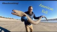 #Beachcombing - American Eel
