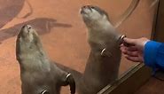 Cute otter hand holding experience