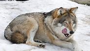 Do Wolf-Dog Hybrids Make Good Pets?