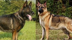 The Different Types of German Shepherds Which One Should You Get