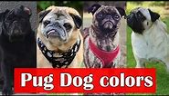 Types of Pug Dog Colors | Different Types of Pug Dog Colors And Their Pattern