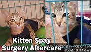 Cat Spayed Surgery Aftercare - Things You Should Do - CatsLifePH
