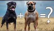 10 Unbelievable Biggest Cross Breed Dogs| Large Mix breed Dogs