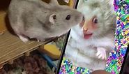 Cute #hamster reacts to funny hamster filter