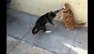 Cats Who Slap! (A compilation)