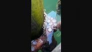 Holding Hands With Pacific Giant Octopus