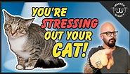 Everyday Cat Stress