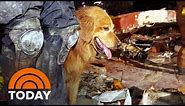 Remembering An Unsung Rescue Dog Of 9/11