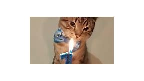 People Meow a Hilarious Birthday Song for Cat!