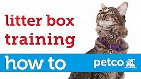 How to Train Your Cat to Use a Litter Box (Petco)