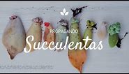 Como Propagar Suculentas por hoja paso a paso / How to propagate succulents step by step CC English