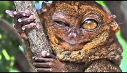 True Facts About The Tarsier