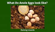 What Do Anole Eggs look like? | Green Anole Eggs - Raising Lizards