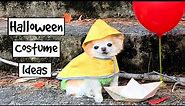 Halloween Costume Ideas For Dogs By Chihuahua Cedric