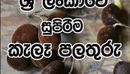 ශ්‍රී ලංකාවේ හැදෙන සුපිරිම කැලෑ පලතුරු 😍🍊🍒 #srilanka #srilankafruit #junglefruit #travel #palathuru