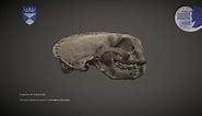 Sea otter skull - Download Free 3D model by University of Dundee Museum Collections (@uod_museums)