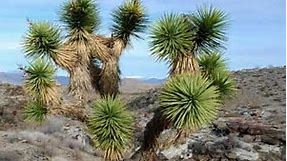 What are the Different Types of Yucca