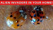 Asian Lady bugs in your house? What you need to know and what do do!