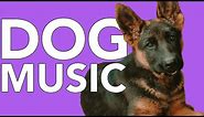 New Years Eve Dog Music! Help Your Dog Tolerate Fireworks!