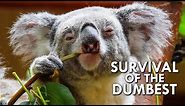 Koalas: When Stupidity is a Survival Strategy