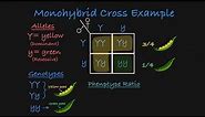 Monohybrid Cross Explained