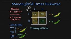 Monohybrid Cross Explained