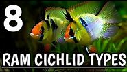 Types of Ram Cichlids | Different types of Ram Cichlid .