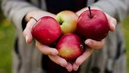 Learn how to grow apple trees, the easy way