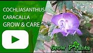 Cochliasanthus caracalla - grow & care (Snail vine)