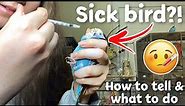 How to Tell if Your Bird is Sick & What to Do! | My budgie has a crop infection