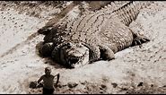 TOP 10 BIGGEST CROCODILES In The World