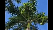 Beautiful palm trees in Naples Florida #palmtrees #florida #relax | Tina's Fine Arts