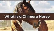What is a Chimera Horse