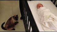 Siamese Cat gets caught stalking and spying on a newborn Baby