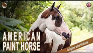AMERICAN PAINT HORSE, the most common horses after the Quarter Horse, ORIGIN OF THE BREEDS