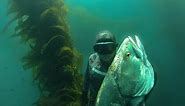 WSB - Spearfishing White Sea Bass