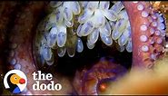 Mama Octopus Waits Patiently For Her Eggs To Hatch | The Dodo Wild Hearts