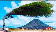 20 Most Amazing Trees In The World